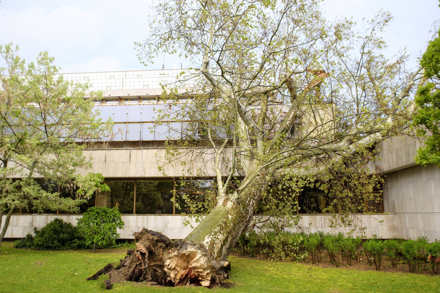 A viharban kidőlt, két méter törzsátmérőjű, harminc méter magas öreg platánfa a Margitszigeten 2021. május 5-én. MTI/Lakatos Péter